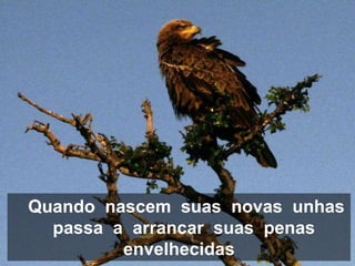 Quando nascem suas novas unhas
  passa a arrancar suas penas
         envelhecidas
 