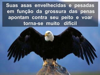 Suas asas envelhecidas e pesadas
em função da grossura das penas
 apontam contra seu peito e voar
       torna-se muito difícil
 
