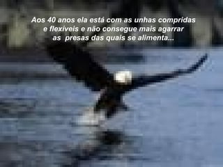 Aos 40 anos ela está com as unhas compridas e flexíveis e não consegue mais agarrar as  presas das quais se alimenta... 