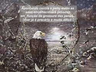 Apontando contra o peito estão as  asas envelhecidas e pesadas  em  função da grossura das penas... Voar já é precário e muito difícil ! 