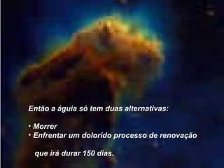 Então a águia só tem duas alternativas: Morrer  Enfrentar um dolorido processo de renovação  que irá durar 150 dias. 