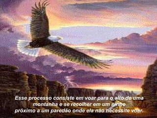 Esse processo consiste em voar para o alto de uma montanha e se recolher em um ninho próximo a um paredão onde ela não necessite voar. 