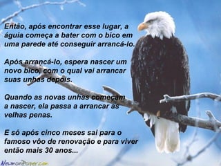 Então, após encontrar esse lugar, a águia começa a bater com o bico em uma parede até conseguir arrancá-lo. Após arrancá-lo, espera nascer um novo bico, com o qual vai arrancar suas unhas depois. Quando as novas unhas começam a nascer, ela passa a arrancar as  velhas penas. E só após cinco meses sai para o  famoso vôo de renovação e para viver  então mais 30 anos... 