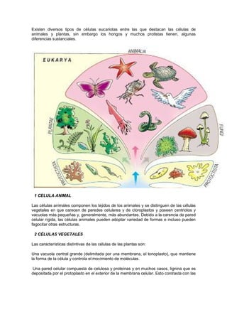 Existen diversos tipos de células eucariotas entre las que destacan las células de
animales y plantas, sin embargo los hongos y muchos protistas tienen, algunas
diferencias sustanciales.
1 CELULA ANIMAL
Las células animales componen los tejidos de los animales y se distinguen de las células
vegetales en que carecen de paredes celulares y de cloroplastos y poseen centriolos y
vacuolas más pequeñas y, generalmente, más abundantes. Debido a la carencia de pared
celular rígida, las células animales pueden adoptar variedad de formas e incluso pueden
fagocitar otras estructuras.
2 CÉLULAS VEGETALES
Las características distintivas de las células de las plantas son:
Una vacuola central grande (delimitada por una membrana, el tonoplasto), que mantiene
la forma de la célula y controla el movimiento de moléculas.
Una pared celular compuesta de celulosa y proteínas y en muchos casos, lignina que es
depositada por el protoplasto en el exterior de la membrana celular. Esto contrasta con las
 