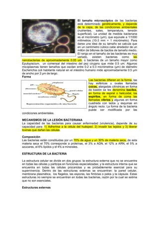 El tamaño microscópico de las bacterias
está determinado genéticamente, y depende
de la cepa, de las condiciones ambientales
(nutrientes, sales, temperatura, tensión
superficial). La unidad de medida bacteriana
es el micrómetro (µm), que equivale a 1/1000
milímetros (10-3 mm = 1 micrómetro). Para
darse una idea de su tamaño se calcula que
en un centímetro cúbico cabe alrededor de un
millón de billones de bacilos de tamaño medio.
El rango en el tamaño de las bacterias es muy
variado, existen bacterias como las
nanobacterias de aproximadamente 0.05 um, o bacterias de un tamaño mayor como
Epulopiscium, un comensal del intestino del pez cirujano que mide 0.5 um. Algunos
micoplasmas tienen tamaños que oscilan entre 0.2 a 0.3 micrómetros (µm) de diámetro
Escherichia coli habitante natural en el intestino humano mide aproximadamente 0.5 µm
de ancho por 2 µm de largo.
Forma
Las bacterias difieren en la forma, las
hay esféricas u ovales llamadas
cocos, alargadas cilíndricas en forma
de bastón se les denomina bacilos,
en forma de espiral o helicoidal, los
espirilos, en forma de coma las
llamadas vibrios y algunas en forma
cuadrada con lados y esquinas en
ángulo recto. La forma de la bacteria
puede ser modificada por las
condiciones ambientales.
MECANISMOS DE LA LESIÓN BACTERIANA
La capacidad de las bacterias para causar enfermedad (virulencia), depende de su
capacidad para: 1) Adherirse a la célula del huésped. 2) invadir los tejidos y 3) liberar
toxinas que dañan las células.
Composición
Las bacterias están constituidas por un 70% de agua y un 30% de materia seca, de esta
materia seca el 70% corresponde a proteínas, el 3% a ADN, el 12% a ARN, el 5% a
azucares, el 6% lípidos y el 4% a minerales.
ESTRUCTURA DE LA BACTERIA
La estructura celular se divide en dos grupos: la estructura externa que no se encuentra
en todas las células y participa en funciones especializadas; y la estructura interna que se
encuentra en todas las células procariotas y es probablemente esencial para su
supervivencia. Dentro de las estructuras externas se encuentran: la pared celular,
membrana plasmática, los flagelos, las esporas, las fimbrias o pelos y la cápsula. Estas
estructuras no siempre se encuentran en todas las bacterias, razón por la cual se estima
que no son esenciales.
Estructuras externas
 