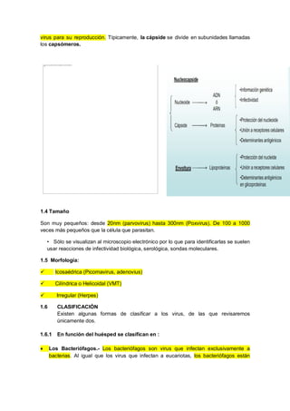 No se puede mostrar la imagen en este momento.
virus para su reproducción. Típicamente, la cápside se divide en subunidades llamadas
los capsómeros.
1.4 Tamaño
Son muy pequeños: desde 20nm (parvovirus) hasta 300nm (Poxvirus). De 100 a 1000
veces más pequeños que la célula que parasitan.
• Sólo se visualizan al microscopio electrónico por lo que para identificarlas se suelen
usar reacciones de infectividad biológica, serológica, sondas moleculares.
1.5 Morfología:
 Icosaédrica (Picornavirus, adenovius)
 Cilíndrica o Helicoidal (VMT)
 Irregular (Herpes)
1.6 CLASIFICACIÓN
Existen algunas formas de clasificar a los virus, de las que revisaremos
únicamente dos.
1.6.1 En función del huésped se clasifican en :
 Los Bacteriófagos.- Los bacteriófagos son virus que infectan exclusivamente a
bacterias. Al igual que los virus que infectan a eucariotas, los bacteriófagos están
 