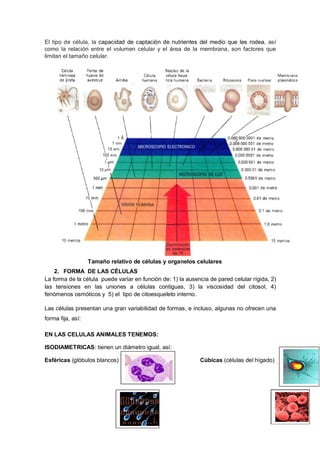 El tipo de célula, la capacidad de captación de nutrientes del medio que les rodea, así
como la relación entre el volumen celular y el área de la membrana, son factores que
limitan el tamaño celular.
Tamaño relativo de células y organelos celulares
2. FORMA DE LAS CÉLULAS
La forma de la célula puede variar en función de: 1) la ausencia de pared celular rígida, 2)
las tensiones en las uniones a células contiguas, 3) la viscosidad del citosol, 4)
fenómenos osmóticos y 5) el tipo de citoesqueleto interno.
Las células presentan una gran variabilidad de formas, e incluso, algunas no ofrecen una
forma fija, así:
EN LAS CELULAS ANIMALES TENEMOS:
ISODIAMETRICAS: tienen un diámetro igual, así:
Esféricas (glóbulos blancos) Cúbicas (células del hígado)
 