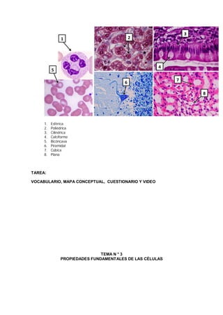 1. Esférica
2. Poliédrica
3. Cilíndrica
4. Calciforme
5. Bicóncava
6. Piramidal
7. Cúbica
8. Plana
TAREA:
VOCABULARIO, MAPA CONCEPTUAL, CUESTIONARIO Y VIDEO
TEMA N ° 3
PROPIEDADES FUNDAMENTALES DE LAS CÉLULAS
 