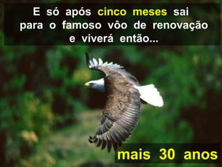 E só após cinco meses sai 
para o famoso vôo de renovação 
e viverá então... 
mais 30 anos 
 