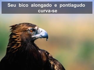 Seu bico alongado e pontiagudo 
curva-se 
 
