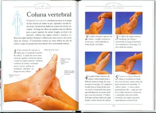 _",f,t-lT£S DO S-'!IJ
S~ e~
---------Q
Coluna vertebral
o REFLEXO DA COLUNA vertebral encontra-se ao longo
da face interna de ambos os pes, seguin do a arcada os-
sea do pe, da lateral do dedao ate a parte de tras do ca1-
canhar. Ao longo do reflexo da espinha estao os reflexos
para a parte superior da co1una (regi6es cervical e do
pesco<;o), ref7exos das regi6es central e toracica, re-
f7exosda regiao inferior (Jombar) e ref7exos dos ossos sacros e do coccix
(base da co/una). 0 tratamento come<;a na zona reflexa do alto da
coluna e segue em progressao descendente ate a extremidade inferior.
1
A face interior de cada pe e a
regia a que corresponde as partes
da co/una. A regiao da curva natu-
ral do pe espellJa a forma da coluna
e assim as regi6es superior, mediana
e inferior da coluna, incluindo
sacra e caccix, podem ser
facilmente "plotadas" ao
longo da zona reflexa. Renexo da regiiio
lorn bar (inferiol)
da co/una
't-~'i..t-lTt:S DO S-'!8~,
----------~--- ~ ---~-----------
COLUNA VERTEBRAL
20 reflexo da parte superior da
coluna, a regiao cervical au
do pesco~o, esta localizado ao
tango da face do dedao.
30 reflexo da regiao toracica
(mediana) da coluna e
encontrado ao longo do primeiro
ossa metatarsico (veja pag. 12)
ate a linha da cintura.
4A regiao lombar (inferior) da
coluna erepresentada desde a
linha da cintura ao tango dos ossos
tarsianos (veja pag. 12), seguindo a
arcada 6ssea ao longo da face inte-
liar do pe e terminando num ponto
aproximadamente no mesmo n(ve!
que 0 ossa do tornozelo. 0 ref/.exo
da bexiga esw logo abaixo da regiao
lombar, na face interior de cada pe.
50 sacra e a c6ccix ilbase da
coluna se localizam ao longo
dos ossos do tars a , pouco antes da
parte posterior do calcanhar. 0
reflexo ciatico - a nervo ciatico
propriamente dito - segue par am-
bos os lados da perna e atravessa
a calcanhar como um estribo,
tornando esta regiao uma parte
especialmente sens(vel do pe.
 