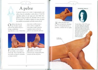 1>, £.t-<" £. S IJ 0 S<'!IJ
__________ ~_'_,'__ J __ ~_.• _
REFLEXOLOGIA
A pelve
A REGIAo PELVICA DO CORPO e representada no pe
sobre a base do calcanhar e acima desta, 0 nlvel da
superflcie pelvica no pe segue por uma linha ima-
ginaria ao longo da base do calcanhar entre os ossos
do tomozelo. Os reflexos relativos as areas da pelve
sao tambem encontrados na borda exterior do pe,
OS reflexos das areas do
corpo listadas a seguir
estao na area pelvica do pe: a
bexiga, as glandulas
reproduwras e 0 rew. Atras dessa
area estao os reflexos para 0
nervo ciatico, a regiao do
sacro-iliaco (onde 0 final da
espinha se junta ao fleo da
pelvis) e aos musculos pelvicos.
1
0 reflexo do nervo ciiitico Ii
na verdade 0 nervo pro[Jria-
mente dito. Ele se desenha como
um estribo ao longo do calcanhar
e e muito sens(veL
2
0 reflexo do nervo ciiitico
tambem se estende pelas
laterais do pe e avan<;:apela parte
posterior da base da perna.
£.'l. T £. S DOS
lb'i.." <'!111:.f
----------- 9
30 reflexo da junta sacro-
il(aca na lateral do calcanhar
pode ser massageada durante a
gravidez, se houver dor na regiiio.
Doreen Bayly ( I900- I979) mere-
ce muito cn§dito por seus es(or-
~os para a difusao do interesse
pela reflexologia. porque inicial-
mente houve pouco entusiasmo
pelo assunto. Gradualmente,
seus esfor~os foram recom-
pensados. mas ela mor-
reu pouco antes do
devido reconheci-
mento da terapia.
 