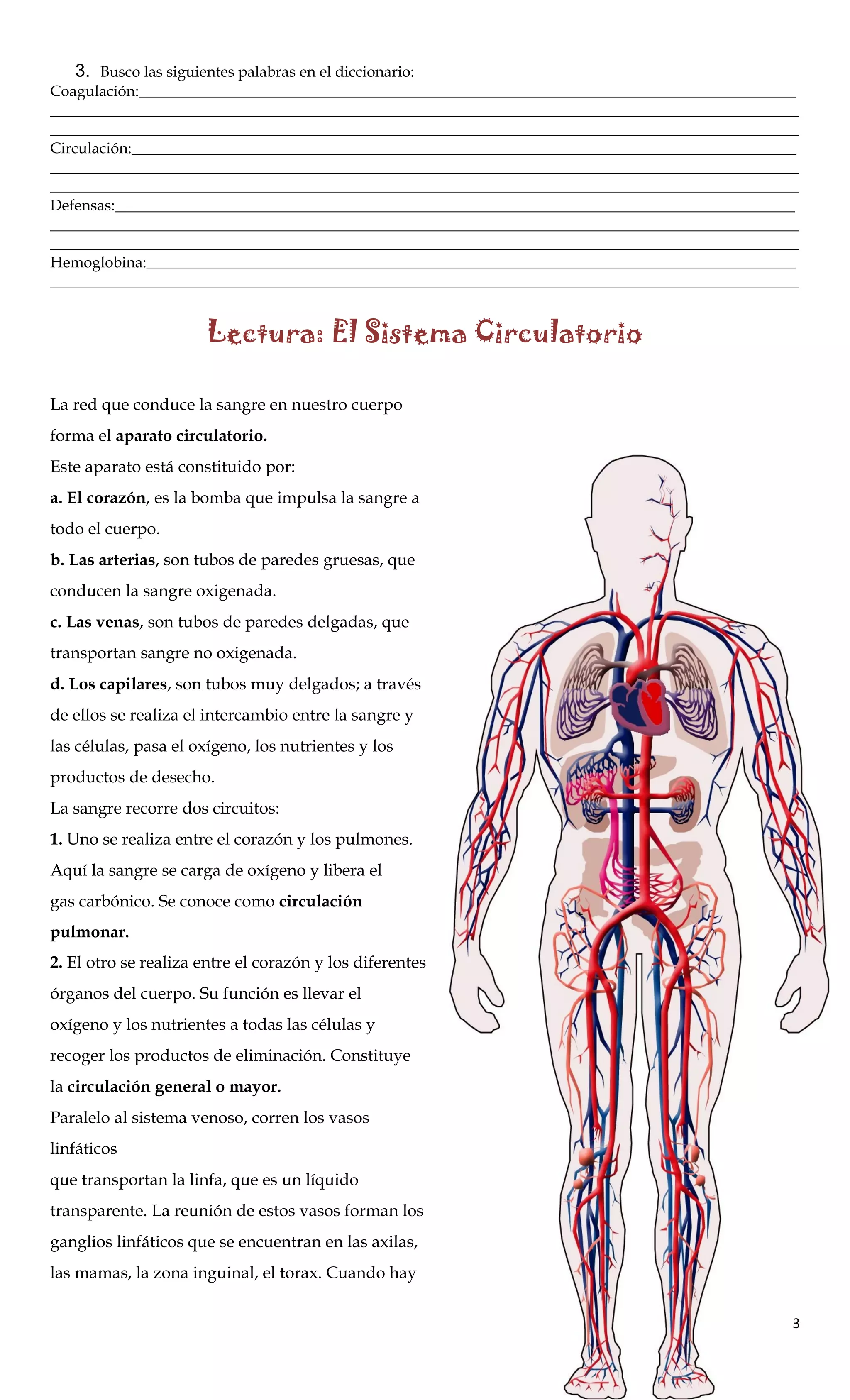 3. Busco las siguientes palabras en el diccionario:
Coagulación:______________________________________________________________________________________
__________________________________________________________________________________________________
__________________________________________________________________________________________________
Circulación:_______________________________________________________________________________________
__________________________________________________________________________________________________
__________________________________________________________________________________________________
Defensas:_________________________________________________________________________________________
__________________________________________________________________________________________________
__________________________________________________________________________________________________
Hemoglobina:_____________________________________________________________________________________
__________________________________________________________________________________________________
Lectura: El Sistema Circulatorio
La red que conduce la sangre en nuestro cuerpo
forma el aparato circulatorio.
Este aparato está constituido por:
a. El corazón, es la bomba que impulsa la sangre a
todo el cuerpo.
b. Las arterias, son tubos de paredes gruesas, que
conducen la sangre oxigenada.
c. Las venas, son tubos de paredes delgadas, que
transportan sangre no oxigenada.
d. Los capilares, son tubos muy delgados; a través
de ellos se realiza el intercambio entre la sangre y
las células, pasa el oxígeno, los nutrientes y los
productos de desecho.
La sangre recorre dos circuitos:
1. Uno se realiza entre el corazón y los pulmones.
Aquí la sangre se carga de oxígeno y libera el
gas carbónico. Se conoce como circulación
pulmonar.
2. El otro se realiza entre el corazón y los diferentes
órganos del cuerpo. Su función es llevar el
oxígeno y los nutrientes a todas las células y
recoger los productos de eliminación. Constituye
la circulación general o mayor.
Paralelo al sistema venoso, corren los vasos
linfáticos
que transportan la linfa, que es un líquido
transparente. La reunión de estos vasos forman los
ganglios linfáticos que se encuentran en las axilas,
las mamas, la zona inguinal, el torax. Cuando hay
3
 