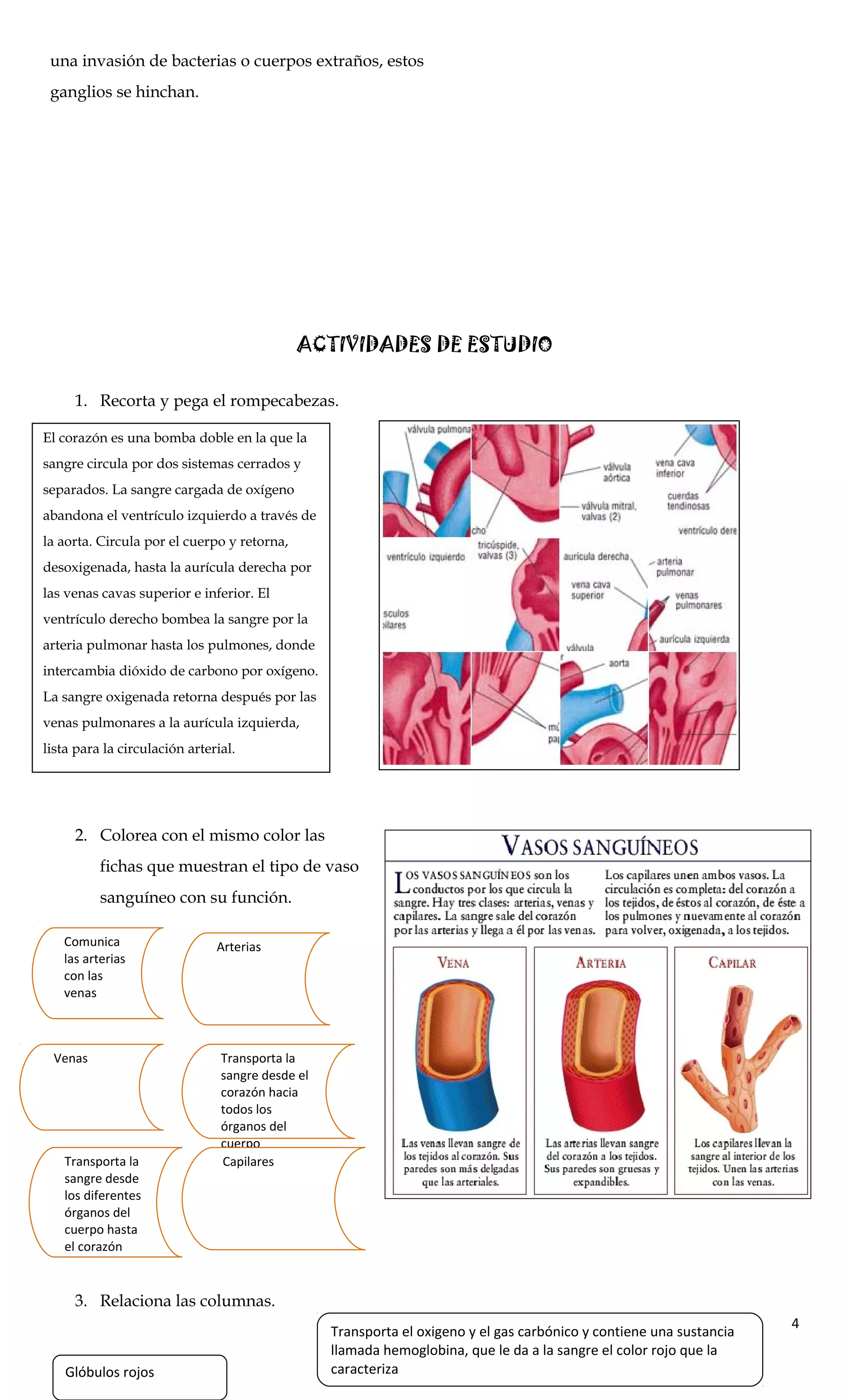 una invasión de bacterias o cuerpos extraños, estos
ganglios se hinchan.
ACTIVIDADES DE ESTUDIO
1. Recorta y pega el rompecabezas.
2. Colorea con el mismo color las
fichas que muestran el tipo de vaso
sanguíneo con su función.
3. Relaciona las columnas.
4
Comunica
las arterias
con las
venas
Transporta la
sangre desde
los diferentes
órganos del
cuerpo hasta
el corazón
Arterias
Venas Transporta la
sangre desde el
corazón hacia
todos los
órganos del
cuerpo
Capilares
Glóbulos rojos
Transporta el oxigeno y el gas carbónico y contiene una sustancia
llamada hemoglobina, que le da a la sangre el color rojo que la
caracteriza
El corazón es una bomba doble en la que la
sangre circula por dos sistemas cerrados y
separados. La sangre cargada de oxígeno
abandona el ventrículo izquierdo a través de
la aorta. Circula por el cuerpo y retorna,
desoxigenada, hasta la aurícula derecha por
las venas cavas superior e inferior. El
ventrículo derecho bombea la sangre por la
arteria pulmonar hasta los pulmones, donde
intercambia dióxido de carbono por oxígeno.
La sangre oxigenada retorna después por las
venas pulmonares a la aurícula izquierda,
lista para la circulación arterial.
© 1993-2003 Microsoft Corporation.
 