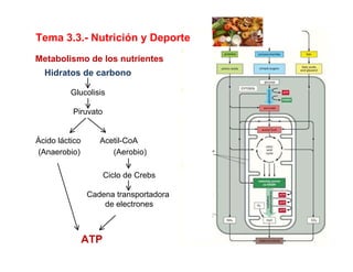 Metabolismo de los nutrientes
Hidratos de carbono
Glucolisis
Piruvato
Ácido láctico Acetil-CoA
(Anaerobio) (Aerobio)
Ciclo de Crebs
Cadena transportadora
de electrones
ATP
Tema 3.3.- Nutrición y Deporte
 