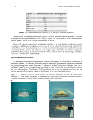 Métodos de anestesia, analgesia y eutanasia15
Especie Diámetro interno (mm) Escala gauge(G)
Ratón 1 19
Rata 1,2-2,5 12-18
Cobayo 1,5-2,5 12-16
Conejo 2-6
Gato 2-5
Perro 2-15
Oveja/Cabra 5-15
Cerdo 2-15
Cuadro 14-5. Tubos endotraqueales empleados en las principales especies de laboratorio
Laringoscopio: es un aparato sencillo que facilita el acceso y la visualización de la laringe. La mayoría
se componen de una pala larga que se coloca sobre la lengua y se avanza hasta la laringe, un mango para
manejar la pala y una luz en su extremo para visualizar la laringe.
Cámaras de inducción: en roedores la inducción anestésica es un procedimiento sencillo, conveniente
y con pocas complicaciones comparado con especies de mayor tamaño. Por esta razón, la inducción por
vía inhalatoria es una alternativa ventajosa comparada con la inducción con anestésicos administrados por
vía parenteral. Las cámaras de inducción son simples cajas construidas de plástico transparente
(metacrilato) donde se aloja al animal consciente. La cámara tiene un orificio de entrada de gas fresco (con
anestésico) y otro de salida. (Figura 14-4).
Tipos de anestésicos inhalatorios
Los anestésicos volátiles son probablemente los más versátiles para su utilización en los animales de
laboratorio (Cuadro 14-6). Existen diferencias entre los anestésicos y actualmente los de tipo halogenado
son los que proporcionan mayor seguridad. El halotano (Fluothane®
) es el más difundido junto con el
isoflurano (Forane®
). Otros han dejado de comercializarse, como el metoxiflurano o el enflurano, mientras
que otros más modernos (Sevoflurano, Desflurano) tienen un precio muy elevado como para ser una
alternativa práctica. Estos agentes requieren la utilización de un vaporizador de precisión.
Figura 14.4. .a. Cámara de inducción y mantenimiento con anestésicos inhalatorios en la rata. .b. Mantenimiento
anestésico; .c. La rata normal, no operada, se coloca sobre una superficie lisa y conectada a un tubo que rodea el
extremo de la cabeza tal y como se ve en la fotografía.(Cedidas por P.A. Flecknell.)
.a. .b.
.c.
 