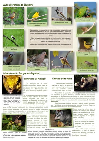 Aves do Parque da Jaqueira____________________________________________________



                                                                                                                                                    Brotogeris chiriri periquito-de-
                                                                                                                                                         encontro-amarelo
                                                                                                         Passer domesticus pardal
                                                     Sicalis flaveola canário-da-terra-
    Turdus rufiventris sabiá-laranjeira                          verdadeiro


                                                       As aves estão em grande numero e as espécies são bastante diversas.
                                                       Ao todo são 48 espécies de aves, que fazem seus ninhos e vivem aqui,
                                                       ou que encontram neste lugar um refúgio para dormir ou passar algum
                                                                                     tempo.                                                         Troglodytes musculus corruíra

                                                         Essas são algumas das espécies de aves presentes aqui no parque.
                                                        Entre elas temos aves com diferentes tipos de alimentação e de hábito
                                                                          solitário ou que vivem em grupos.

                                                       Temos ainda convivendo com as aves nativas várias espécies exóticas.

       Fluvicola nengeta lavadeira-
                mascarada

                                                                                                                                                   Todirostrum cinereum ferreirinho-
                                                                                                                                                                relógio




          Colaptes melanochloros
                                                      Columbina passerina rolinha-
          pica-pau-verde-barrado                               cinzenta                               Pitangus sulphuratus bem-te-vi                    Estrilda astrild bico-de-lacre

Mamíferos do Parque da Jaqueira________________________
                                            Quirópteros: Os Morcegos                                Gambá-de-orelha-branca
                                                Os morcegos são os únicos                                 Um animal bem interessante
                                         mamíferos que voam. Fazem parte de                        que vive por aqui, é o gambá de
                                         uma ordem chamada Quiróptera (do                          orelha branca (Didelphis albiventris)
                                         grego “Quiro” mão e “Ptero” asa). Ou seja,                aqui    no     nordeste     também
                                         suas asas são mãos adaptadas para o                       conhecido como Timbu, ou Saruê.
                                         voo!!!
                                                                                                         Ao contrário do que muitos acham os gambás não são ratos. Eles
                                         E as curiosidades sobre esses bichos não                são mamíferos um pouco diferentes, parentes distantes dos cangurus
 Glossophaga soricina, Morcego
                                         param por aqui... Diferente do que muitas               australianos. As fêmeas possuem uma bolsa no ventre chamada marsúpio,
 nectarívoro (que se alimenta de
 néctar) com os pelos cobertos de        pessoas imaginam, nem todos os                          onde os filhotes se desenvolvem e mamam depois de nascerem, e onde são
 pólen, após se alimentar. Ao            morcegos se alimentam de sangue. Na                     levados enquanto pequenos por este motivo esses animais são chamados
 procurar néctar em outra flor o
                                         verdade apenas três das mais de 1230                    Marsupiais.
 pólen em seus pelos poderão                                                                             Seus hábitos são noturnos, por isso, é quando começa escurecer,
 polinizá-la.                            espécies identificadas são hematófagas.
                                                                                                 que o gambá sai de seu abrigo para caçar e coletar alimentos. Durante o
       A grande maioria se alimenta de insetos, frutas, peixes, néctar das
                                                                                                 dia, prefere dormir em locais de pouca luminosidade.
flores ou são onívoros, consumindo uma variedade de alimentos. E com
esses hábitos alimentares, os morcegos ajudam o homem controlando                                                                            Sendo um animal onívoro, como o
insetos e outros animais que podem se tornar pragas, e ainda cumprem seu                                                                     homem, seu cardápio pode ser bem
papel ecológico polinizando as plantas e dispersando suas sementes.                                                                          variado se alimentando de raízes,
                                                                                                                                             frutas, vermes, insetos, anfíbios,
                                                           No parque estão presentes
                                                                                                                                             serpentes, lagartos, e aves (ovos,
                                                   muitas espécies que se alimentam
                                                                                                                                             filhotes e adultos).
                                                   de frutos, do néctar das flores,
                                                   espécies onívoras e muitos                                                                  Como os morcegos, também
                                                   insetívoros que podem ser vistos                                                            atuam no controle de insetos e
                                                   ao anoitecer em seus vôos                                                                   dispersam de sementes das
                                                   rápidos caçando insetos próximos                                                            plantas ao se alimentarem dos
                                                   as luzes do parque e perto da                                                               seus frutos.
                                                   grama.                                                                                          Os gambás podem ser vistos
                                                                                 IMPORTANTE!!!
                                                                                                                                            perambulando à noite no parque,
                                                    A nossa convivência com esses animais (aves, morcegos, gambás), na maioria das
Artibeus planirostris, espécie de morcego                                                                                                   próximos aos arbustos, na grama e
                                                    vezes, pode ser pacífica e não gerar problemas para ambas as partes, mas é preciso
frugívoro-onívoro, ao levar frutos para consumir    lembrar que, apesar de tão próximos de nós, esses animais são silvestres e não devem    principalmente       próximos aos
em outro lugar, ou após se alimentar acaba por      ser manipulados, pelos riscos de acidentes e transmissão de doenças e também que eles   sapotizeiros e cajazeiras.
dispersar as sementes.                              não podem ser criados em casa e que são protegidos pela legislação ambiental.
 