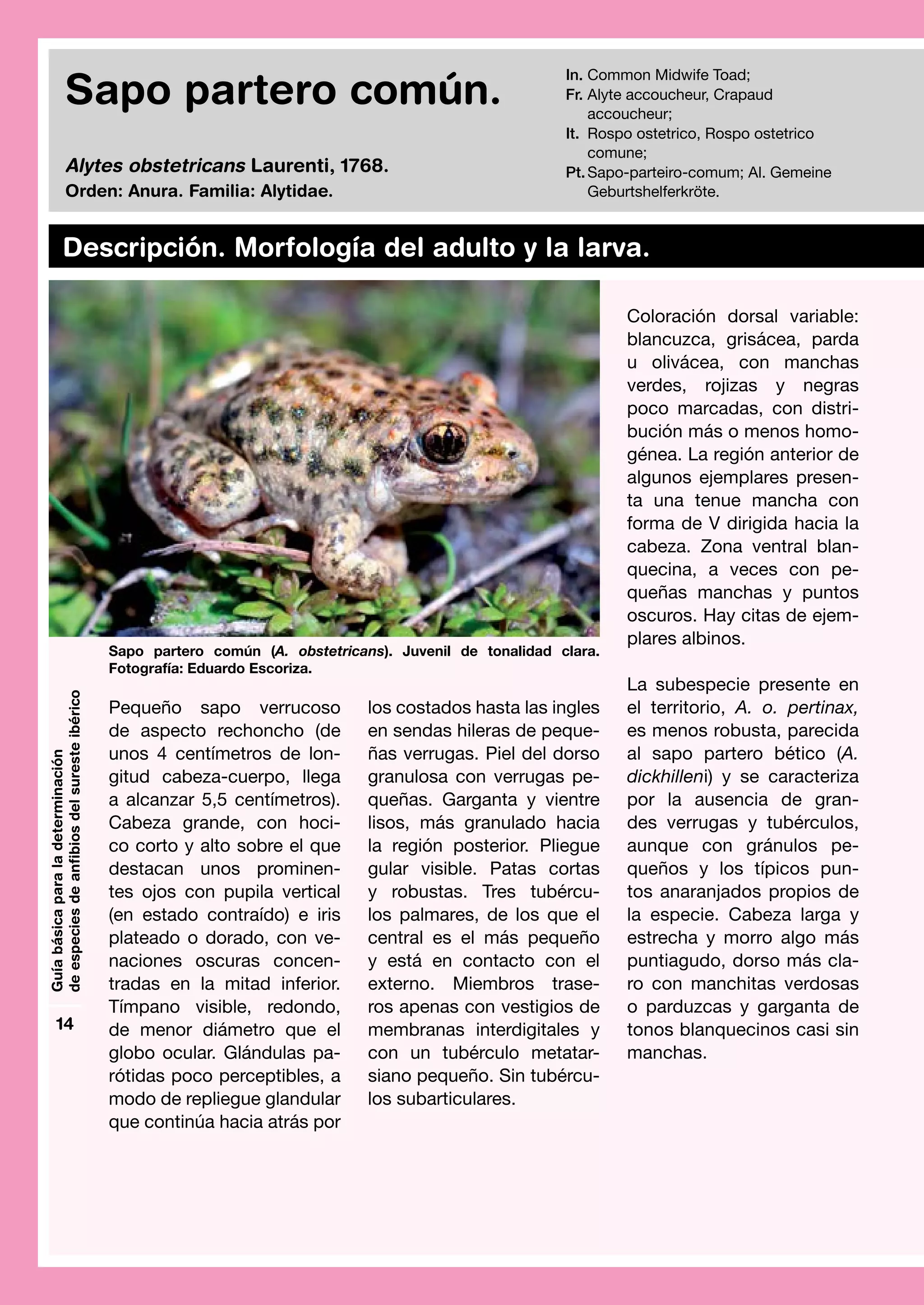 Guia basicaamphibia definitiva PDF Zoos & Aquariums Attractions