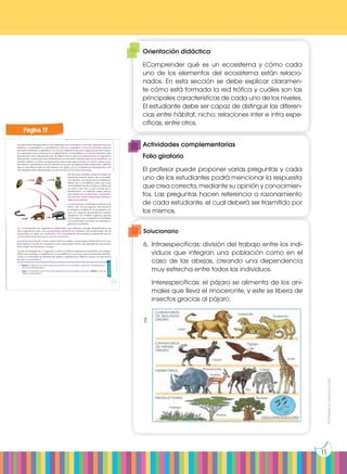Prohibida
su
reproducción
11
Las relaciones interespecíficas más habituales son mutualismo, simbiosis, depredación, pa-
rasitismo, comensalismo y competencia. Tanto en mutualismo como en simbiosis todos los
individuos obtienen un beneficio, con la única diferencia de que la segunda es más concre-
ta y específica que la primera. En la depredación y el parasitismo uno de los individuos sale
beneficiado y otro sale perjudicado. Se diferencian en que, en la depredación, el organismo
perjudicado muere para que el beneficiado se alimente, mientras que, en el parasitismo, el
parásito intenta no matar al hospedador para poder aprovecharse el máximo tiempo posi-
ble de él. El comensalismo es una relación en la que una especie sale beneficiada, mientras
que no hay efecto sobre la otra especie. Por último, en la competencia interespecífica, las
dos especies salen perjudicadas, ya que luchan por los mismos recursos.
Por otro lado, también podemos hablar de
relaciones tróficas dentro de un ecosiste-
ma. Este tipo de relaciones se establecen
dentro de un ecosistema para que haya
una transferencia de energía y materia de
un nivel a otro. Esto ocurre a través de la
alimentación. Los distintos niveles tróficos
que existen son productores, consumido-
res primarios, consumidores secundarios y
descomponedores.
Los productores constituyen el primer nivel
trófico. Son los encargados de introducir
la energía y materia en el ecosistema, ya
que son capaces de transformar materia
inorgánica en materia orgánica gracias
a la energía solar mediante la fotosíntesis.
Los productores, por tanto, son siempre or-
ganismos autótrofos.
Los consumidores son organismos heterótrofos que obtienen energía alimentándose de
otros organismos vivos. Los consumidores primarios son aquellos que se alimentan de los
productores, es decir, son herbívoros. Los consumidores secundarios se alimentan de los
consumidores primarios, por lo que son carnívoros.
Los descomponedores actúan sobre todos los niveles y se encargan de transformar la ma-
teria orgánica muerta en inorgánica, para que pueda volver a ser utilizada por los produc-
tores. Suelen ser bacterias y hongos.
Al paso de energía de un organismo a otro lo podemos representar mediante una cadena
trófica. Sin embargo, lo habitual en un ecosistema es que haya varios productores distintos;
y que un consumidor se alimente de distintos organismos en distintos niveles. De esta forma
se crea una red trófica.
Actividades
6. Escribe un ejemplo en el que podamos encontrar en la naturaleza: relaciones intraespecíficas y
relaciones interespecíficas.
7. Crea una red trófica de al menos diez organismos de un ecosistema concreto y señala en ella los
distintos niveles tróficos.
Prohibida
su
reproducción
17
Página 17
Orientación didáctica
EComprender qué es un ecosistema y cómo cada
uno de los elementos del ecosistema están relacio-
nados. En esta sección se debe explicar claramen-
te cómo está formada la red trófica y cuáles son las
principales características de cada uno de los niveles.
El estudiante debe ser capaz de distinguir las diferen-
cias entre hábitat, nicho; relaciones inter e intra espe-
cíficas, entre otros.
Actividades complementarias
Folio giratorio
El profesor puede proponer varias preguntas y cada
uno de los estudiantes podrá mencionar la respuesta
que crea correcta, mediante su opinión y conocimien-
tos. Las preguntas hacen referencia a razonamiento
de cada estudiante, el cual deberá ser trasmitido por
los mismos.
Solucionario
6.	 Intraespecíficas: división del trabajo entre los indi-
viduos que integran una población como en el
caso de las abejas, creando una dependencia
muy estrecha entre todos los individuos.
	 Interespecíficas: el pájaro se alimenta de los ani-
males que lleva el rinoceronte, y este se libera de
insectos gracias al pájaro.
7.	
 