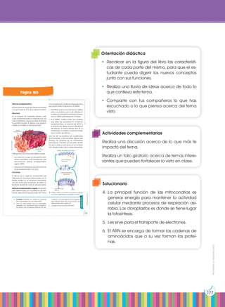 Prohibida
su
reproducción
177
Retículo endoplasmático
Se encuentra en todas las células eucariotas
y ocupa hasta el 10 % de su espacio interior.
Estructura
Es un conjunto de cavidades, túbulos y vesí-
culas conectados entre sí y rodeados por una
única membrana, que se prolonga formando
la envoltura nuclear. El espacio que queda li-
mitado en el interior lo llamamos lumen.
Distinguimos dos zonas bien diferenciadas:
• Una zona en la que se encuentran ribo-
somas asociados a las membranas, que
denominamos retículo endoplasmático
rugoso (RER).
• Una zona sin ribosomas, que llamamos re-
tículo endoplasmático liso (REL).
Funciones
El retículo es un orgánulo fundamental que
interviene en funciones relacionadas con la
síntesis proteica y el transporte intracelular.
Las dos zonas que acabamos de definir in-
tervienen de distinto modo en estos procesos.
Retículo endoplasmático rugoso. Su función
está determinada por la presencia de ribo-
somas. Estos ribosomas proceden del citosol
y su incorporación al retículo depende de la
asociación entre el ribosoma y el ARNm.
• Si el ARNm que se une al ribosoma codifica
para una proteína que ha de utilizarse en
el citosol, el conjunto formado por el riboso-
ma y su ARNm permanece en el citosol.
• Si el ARNm codifica para una proteína
que debe ser procesada en el retículo
endoplasmático, el conjunto del ARNm y
el ribosoma se dirige hacia la membrana
del retículo. Al mismo tiempo que se va
sintetizando, la proteína va siendo transfe-
rida al lumen del retículo.
Una vez allí, las proteínas son modificadas
químicamente y almacenadas. Siguen este
proceso las proteínas de las membranas
plasmáticas y también las que salen al exte-
rior de la célula e intervienen en la composi-
ción del glicocáliz y de la matriz extracelular.
El ARNm codifica una proteína que puede ser utilizada
en el citosol directamente o procesada en el RER.
Actividades
4. Compara mediante un cuadro las funciones
de un cloroplasto y de una mitocondria
5. Tanto las mitocondrias como los cloroplastos
presentan una membrana interna magnifica-
da debido a las numerosas crestas en las mito-
condrias y a los tilacoides en los cloroplastos.
¿Qué relación tiene esto con la función que
desempeñan estos orgánulos?
6. ¿Cúales son las funciones del ARN?
retículo
endoplasmático
rugoso
retículo
endoplasmático
liso
http://goo.gl/wL8Z32
lumen
Síntesis de proteínas del citosol
síntesis de proteínas
del retículo
membrana del
retículo
subunidades de
ribosomas
Prohibida
su
reproducción
165
Página 165
Solucionario
4.	La principal función de las mitocondrias es
generar energía para mantener la actividad
celular mediante procesos de respiración ae-
robia. Los cloroplastos es donde se tiene lugar
la fotosíntesis.
5.	 Les sirve para el transporte de electrones.
6.	 El ARN se encarga de formar las cadenas de
aminoácidos que a su vez forman las proteí-
nas.
Orientación didáctica
•	Recalcar en la figura del libro las característi-
cas de cada parte del mismo, para que el es-
tudiante pueda digerir los nuevos conceptos
junto con sus funciones.
•	 Realiza una lluvia de ideas acerca de todo lo
que conlleva este tema.
•	Comparte con tus compañeros lo que has
escuchado o lo que piensa acerca del tema
visto.
Actividades complementarias
Realiza una discusión acerca de lo que más te
impactó del tema.
Realiza un folio giratorio acerca de temas intere-
santes que pueden fortalecer lo visto en clase.
 