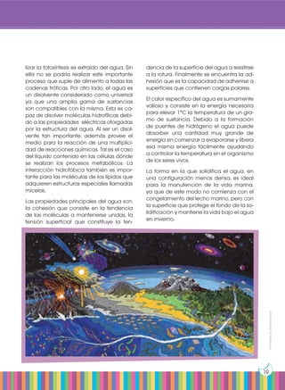 Prohibida
su
reproducción
19
lizar la fotosíntesis es extraído del agua. Sin
ella no se podría realizar este importante
proceso que suple de alimento a todas las
cadenas tróficas. Por otro lado, el agua es
un disolvente considerado como universal
ya que una amplia gama de sustancias
son compatibles con la misma. Esta es ca-
paz de disolver moléculas hidrofílicas debi-
do a las propiedades eléctricas otorgadas
por la estructura del agua. Al ser un disol-
vente tan importante, además provee el
medio para la reacción de una multiplici-
dad de reacciones químicas. Tal es el caso
del líquido contenido en las células dónde
se realizan los procesos metabólicos. La
interacción hidrofóbica también es impor-
tante para las moléculas de los lípidos que
adquieren estructuras especiales llamadas
micelas.
Las propiedades principales del agua son:
la cohesión que consiste en la tendencia
de las moléculas a mantenerse unidas, la
tensión superficial que constituye la ten-
dencia de la superficie del agua a resistirse
a la rotura. Finalmente se encuentra la ad-
hesión que es la capacidad de adherirse a
superficies que contienen cargas polares.
El calor específico del agua es sumamente
valioso y consiste en la energía necesaria
para elevar 1°C la temperatura de un gra-
mo de sustancia. Debido a la formación
de puentes de hidrógeno el agua puede
absorber una cantidad muy grande de
energía sin comenzar a evaporarse y libera
esa misma energía fácilmente ayudando
a controlar la temperatura en el organismo
de los seres vivos.
La forma en la que solidifica el agua, en
una configuración menos densa, es ideal
para la manutención de la vida marina,
ya que de este modo no comienza con el
congelamiento del lecho marino, pero con
la superficie que protege el fondo de la so-
lidificación y mantiene la vida bajo el agua
en invierno.
 