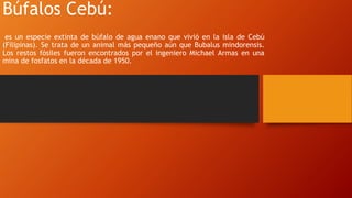 Búfalos Cebú:
es un especie extinta de búfalo de agua enano que vivió en la isla de Cebú
(Filipinas). Se trata de un animal más pequeño aún que Bubalus mindorensis.
Los restos fósiles fueron encontrados por el ingeniero Michael Armas en una
mina de fosfatos en la década de 1950.
 