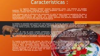 Características :
La especie "Bubalus bubalis" incluye diecinueve razas. Las mismas se pueden
explotar de diferentes maneras con doble propósito (leche y carne) y a veces triple
(trabajo). Existen dos tipos de búfalo de agua:
Cabe destacar que la eficiencia de conversión al calor lo hace mejores ganadores de peso y
eficientes productores de leche en condiciones tropicales y subtropicales. El
estacionamiento natural del servicio en el otoño, permite una perfecta adaptación de los
requerimientos a la curva forrajera del Subtropical.
La búfala no necesita para entrar en celo esperar el "flushing" de pasto verde que se produce
durante la primavera. Le basta con que se moderen las temperaturas estivales, entrando en
celo de marzo a junio, con pastos fibrosos (eso sí, tiene que haber un mínimo de volumen).
El celo se corta cuando comienzan a mantenerse las bajas temperaturas. Esta
característica del bufalino le permite producir leche y carne, no sólo en zonas templadas,
sino también en el subtropical (siempre que se haga un manejo prudente de cargas en el
invierno el búfalo en promedio representa una carga de 1.2 equivalente vaca).
En cuanto a producción de carnes, las crías a campo y en condiciones subtropicales tienen
una curva lineal de crecimiento y ganancia de peso, ininterrumpida desde el nacimiento (de
enero a abril, promedio marzo) hasta los 15 meses de edad, donde entra un segundo
invierno, pero sin consecuencias demasiado graves porque no tiene todavía cambio de
dientes (el primer par de incisivos permanentes irrumpe a los 2 1/2, 3 años de edad). Esto le
permite alcanzar, a los 27-30 meses de edad (cuando entra en su tercer invierno), el de
faena es 500 a 550 kilos de peso vivo.
 