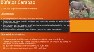Búfalos Carabao
Es una raza originaria del norte de Filipinas.
Características:
 De temperamento nervioso y difícil de amansar.
 Presentan un color marrón grisáceo con manchas blancas en determinadas
partes del cuerpo.
 Los cuernos son más largos y se dirigen hacia ambos lados hacia abajo y un poco
hacia atrás, de extremos afilados.
 Están muy bien adaptados para la supervivencia en zonas pantanosas.
Características productivas:
• Es una raza que se utiliza más para la producción de carne que de leche.
• Tienen una vida útil de 18 años aproximadamente con un total de 12 partos en
promedio durante su etapa productiva.
• La duración de la lactancia varía entre 240 y 250 días.
• El intervalo entre partos varía entre 330 y 410 días.
 