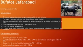Búfalos Jafarabadi
Son originarios de la India.
Características:
 De cuerpo largo y voluminoso con gran capacidad de la caja torácica.
 Piel negra y cabeza grande con gran desarrollo del hueso frontal.
 Cuernos que descienden a los costados de la cara, delante de las orejas, terminando en un
rulo.
 El dorso es elevado hacia la cruz y ligeramente curvo.
 El anca es grande, larga y recta.
 La ubre esta bien conformada, con cuartos simétricamente dispuestos y pezones son
cilíndricos.
Características productivas:
• Excelente productora de carne y leche.
• La producción de leche fluctúa entre 1.800 y 2.700 lts. por lactancia con una grasa entre 8% a
10%.
• El peso vivo de un macho adulto fluctúa entre 700 y 1.500 Kg.
• Las hembras llegan a pesar entre 600 y 950 Kg.
 