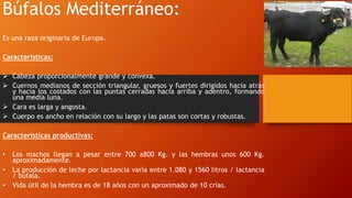 Búfalos Mediterráneo:
Es una raza originaria de Europa.
Características:
 Cabeza proporcionalmente grande y convexa.
 Cuernos medianos de sección triangular, gruesos y fuertes dirigidos hacia atrás
y hacia los costados con las puntas cerradas hacia arriba y adentro, formando
una media luna.
 Cara es larga y angosta.
 Cuerpo es ancho en relación con su largo y las patas son cortas y robustas.
Características productivas:
• Los machos llegan a pesar entre 700 a800 Kg. y las hembras unos 600 Kg.
aproximadamente.
• La producción de leche por lactancia varía entre 1.080 y 1560 litros / lactancia
/ búfala.
• Vida útil de la hembra es de 18 años con un aproximado de 10 crías.
 