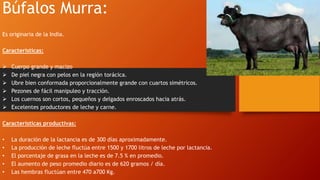 Búfalos Murra:
Es originaria de la India.
Características:
 Cuerpo grande y macizo
 De piel negra con pelos en la región torácica.
 Ubre bien conformada proporcionalmente grande con cuartos simétricos.
 Pezones de fácil manipuleo y tracción.
 Los cuernos son cortos, pequeños y delgados enroscados hacia atrás.
 Excelentes productores de leche y carne.
Características productivas:
• La duración de la lactancia es de 300 días aproximadamente.
• La producción de leche fluctúa entre 1500 y 1700 litros de leche por lactancia.
• El porcentaje de grasa en la leche es de 7.5 % en promedio.
• El aumento de peso promedio diario es de 620 gramos / día.
• Las hembras fluctúan entre 470 a700 Kg.
 