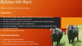 Búfalos Nili-Ravi:
Origen de la Provincia de Punjab en la India.
Características:
 Piel es negra aunque existen algunos animales con coloración marrón oscura.
 Sus ojos son grandes y blancos, con iris azul.
 La frente, la cara, el hocico, los miembros y el mechón de la cola son blancos.
 Los cuernos son enroscados como los del Murrah.
 El cuerpo es redondo y compacto, un poco corto y con el dorso ligeramente curvo.
 Ubre bien desarrollada.
 Excelentes productores de leche.
Características productivas:
• Lactancia promedio de 326 días.
• Entre 1.800 y 2.700 litros de leche por lactancia.
• El macho puede llegar a pesar 760 kg y hembra 550 kg.
 