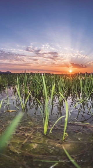 101
Arxiu d’imatges PTCBG · Jordi Renart
 