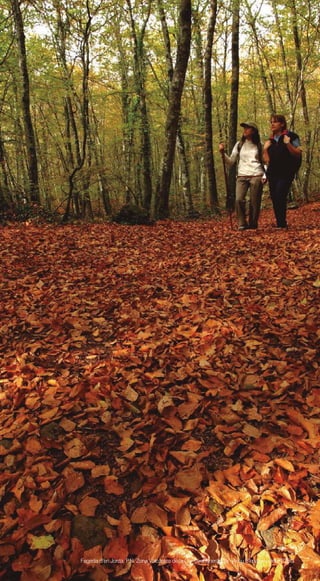 134
Fageda d’en Jordà, P.N. Zona Volcànica de la Garrotxa Itinerànnia · Arxiu d’Imatges del PTCBG
 