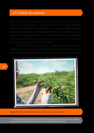 Amostras de plantas vasculares/traqueófitas*1
devem con-
ter um ou mais ramos, com 30 a 40 cm de comprimento,
com folhas maduras (ou fronde, no caso das samambaias),
junto às estruturas reprodutivas (flores e/ou frutos, ou es-
poros). Os ramos devem ser cortados com tesoura de poda
e nunca quebrados, o que pode causar danos à amostra e
provocar a perda de flores ou frutos.
Para espécies herbáceas e subarbustos o indivíduo
completo deverá ser coletado, incluindo suas raízes, rizo-
mas, tubérculos ou bulbos. Se tiverem mais que 40 cm de
*1— Plantas cuja estrutura, possui sistema de tecidos especializados, chamados de xilema e floema,
que atuam no transporte de água, nutrientes e minerais pelo interior da mesma.
10
2.1. Coleta do material
Figura 03: Coleta de material botânico utilizando-se tesoura de poda.
 