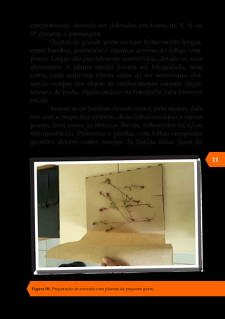 11
Figura 04: Preparação de exsicata com plantas de pequeno porte.
comprimento, deverão ser dobrados em forma de V, N ou
W durante a prensagem.
Plantas de grande porte ou com folhas muito longas,
como bambus, palmeiras e algumas árvores de folhas com-
postas longas são parcialmente amostradas, devido as suas
dimensões. A planta inteira deverá ser fotografada, bem
como, cada estrutura inteira antes de ser seccionada, dei-
xando sempre um objeto de conhecimento comum (lápis,
tesoura de poda, régua) incluso na fotografia para fornecer
escala.
Amostras de bambus devem conter, pelo menos, dois
nós com o respectivo entrenó, duas folhas maduras e ramos
jovens, bem como as brácteas florais, inflorescências e/ou
infrutescências. Palmeiras e plantas com folhas compostas
grandes, devem conter secções da lâmina foliar (base da
 