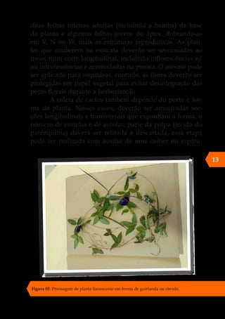 duas folhas inteiras adultas (incluindo a bainha) da base
da planta e algumas folhas jovens do ápice, dobrando-as
em V, N ou W, mais as estruturas reprodutivas. As plan-
tas que couberem na exsicata deverão ser seccionadas ao
meio, num corte longitudinal, incluindo inflorescências e/
ou infrutescências e acomodadas na prensa. O mesmo pode
ser aplicado para orquídeas, contudo, as flores deverão ser
protegidas em papel vegetal para evitar desintegração das
peças florais durante a herborização.
A coleta de cactos também depende do porte e for-
ma da planta. Nesses casos, deverão ser amostradas sec-
ções longitudinais e transversais que exponham a forma, o
número de costelas e de aréolas; parte da polpa (tecido do
parênquima) deverá ser retirada e descartada, essa etapa
pode ser realizada com auxílio de uma colher ou espátu-
13
Figura 05: Prensagem de planta lianescente em forma de guirlanda ou círculo.
 