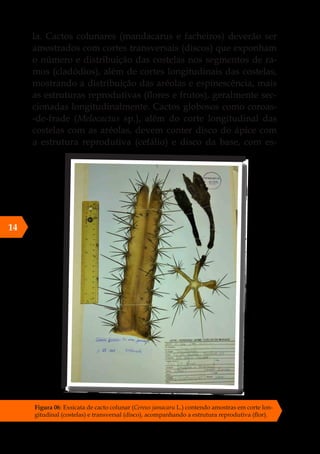 la. Cactos colunares (mandacarus e facheiros) deverão ser
amostrados com cortes transversais (discos) que exponham
o número e distribuição das costelas nos segmentos de ra-
mos (cladódios), além de cortes longitudinais das costelas,
mostrando a distribuição das aréolas e espinescência, mais
as estruturas reprodutivas (flores e frutos), geralmente sec-
cionadas longitudinalmente. Cactos globosos como coroas-
-de-frade (Melocactus sp.), além do corte longitudinal das
costelas com as aréolas, devem conter disco do ápice com
a estrutura reprodutiva (cefálio) e disco da base, com es-
14
Figura 06: Exsicata de cacto colunar (Cereus jamacaru L.) contendo amostras em corte lon-
gitudinal (costelas) e transversal (disco), acompanhando a estrutura reprodutiva (flor).
 