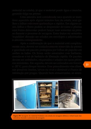 material na estufa), já que o material perde água e murcha,
gerando folga na prensa.
Uma amostra será considerada seca quando se man-
tiver aquecida após alguns minutos fora da estufa, seus ga-
lhos e folhas estiverem quebradiços e rígidos. Em alguns ca-
sos, folhas e flores podem se desprender do ramo e plantas
com frutos deiscentes podem lançar suas sementes na pren-
sa durante o processo de secagem. Estes frutos ou sementes
'expelidos' deverão ser selados em envelopes e adicionados
à amostra correspondente.
Após a confirmação de que o material está completa-
mente seco, deverá ser cuidadosamente removido da prensa
e guardado em pacotes protegidos por folhas de papelão em
ambos os lados. Os feixes serão amarrados com barbante,
usando-se o nó de herbário de liberação rápida. Os pacotes
devem ser embalados, etiquetados e selados em sacos plásti-
cos resistentes. Em seguida, devem ser colocados em freezer,
a -20º C, para choque térmico. Esse procedimento visa elimi-
nar possíveis insetos, larvas ou ovos e diminuir a chance de
infestação por pragas. Quando bem armazenadas, as amos-
23
Figura 08: Secagem do material botânico em estufa de secagem elétrica e observação das
amostras durante o processo de secagem.
 