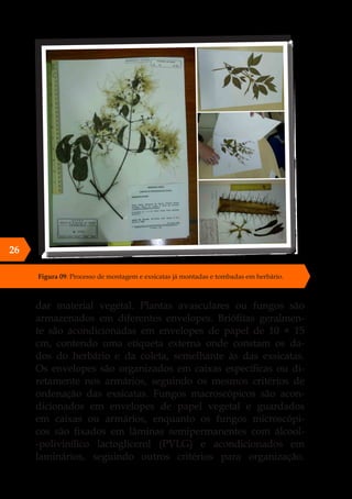 dar material vegetal. Plantas avasculares ou fungos são
armazenados em diferentes envelopes. Briófitas geralmen-
te são acondicionadas em envelopes de papel de 10 × 15
cm, contendo uma etiqueta externa onde constam os da-
dos do herbário e da coleta, semelhante às das exsicatas.
Os envelopes são organizados em caixas específicas ou di-
retamente nos armários, seguindo os mesmos critérios de
ordenação das exsicatas. Fungos macroscópicos são acon-
dicionados em envelopes de papel vegetal e guardados
em caixas ou armários, enquanto os fungos microscópi-
cos são fixados em lâminas semipermanentes com álcool-
-polivinílico lactoglicerol (PVLG) e acondicionados em
laminários, seguindo outros critérios para organização.
Figura 09: Processo de montagem e exsicatas já montadas e tombadas em herbário.
26
 