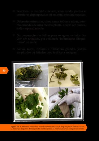 Figura 10: A. Material coletado e acondicionado em saco; B. Separação de folhas e talos;
C. Remoção de partes depauperadas e indesejadas; D. Preparação para secagem em estufa.
{
{ Selecionar o material coletado, eliminando plantas e
estruturas depauperadas ou em condições indesejadas;
{
{ Diferentes estruturas, como casca, folhas e raízes, mes-
mo oriundas de uma mesma planta, devem ser proces-
sadas separadamente;
{
{ Na preparação das folhas para secagem, os talos de-
vem ser retirados, por conterem "informações fitoquí-
micas" do caule;
{
{ Folhas, raízes, rizomas e tubérculos grandes podem
ser picados ou fatiados para facilitar a secagem.
30
 