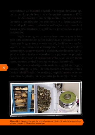 dependendo do material vegetal. A secagem de Cereus sp.,
por exemplo, pode levar mais de quatro semanas a 45°C.
A desidratação em temperaturas muito elevadas
favorece a volatização dos compostos e a degradação do
material pela torra, conferindo coloração amarronzada à
droga vegetal (material vegetal seco e processado), o que é
indesejado.
Após a secagem, recomenda-se uma segunda tria-
gem para remoção de partes indesejadas e redução do vo-
lume em fragmentos menores ou pó, facilitando a emba-
lagem, armazenamento e transporte. A embalagem deve
ocorrer imediatamente após a desidratação do material ve-
getal, em recipientes adequados para proteger as proprie-
dades de interesse. O armazenamento deve ser em locais
secos, escuros, arejados e com temperatura estável.
Todas as embalagens de material vegetal seco e pro-
cessado (droga vegetal) devem receber um rótulo, com a
devida identificação do material, especialmente o nome
científico da planta, nome popular (se houver), coletor res-
Figura 11: A. Secagem de material vegetal em estufa elétrica; B. Material seco em frag-
mentos grandes; C. Material moído, em pó.
32
 