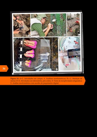 Figura 14: A–C. Atividades em campo. A. Análises morfométricas; B e C. Medição de
néctar; D–E. Atividades em laboratório, pós coleta. D. Teste de receptividade estigmática;
E. Análise morfométrica com auxílio de paquímetro digital.
36
 