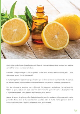 Outra observação é quando a planta possui duas ou mais variedades, nesse caso ela será grafada
com o ﬁnal var. e o nome da variedade.
Exemplo: Laranja amarga - CITRUS (gênero) + SINENSIS (epíteto) AMARA (variação) = Citrus
sinensis var. amara (Nome da espécie)
É muito importante você lembrar que mesmo que os óleos essenciais sejam extraídos de plantas
do mesmo gênero botânico eles não necessariamente irão produzir o mesmo óleo essencial.
Um fato interessante acontece com a Citronela (Cymbopogon nardus) que é um arbusto de
150cm e que produz um óleo essencial extremamente parecido com o Eucalipto-cidró
(Corymbia citriodora), uma árvore que pode alcançar 50 metros.
Apesar de serem de gêneros e família botânicas distintas eles produzem óleos essenciais muito
parecidos. Nesse caso o óleo essencial do Eucalipto-cidró é muito menos parecido com o
tradicional cheiro de Eucalipto que todos estamos acostumados.
 