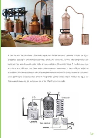 A destilação a vapor é feita colocando água para ferver em uma caldeira, o vapor de água
evapora e passa por um alambique onde a planta foi colocada. Assim a alta temperatura do
vapor rompe as estruturas onde estão armazenados os óleos essenciais. À medida que isso
acontece as moléculas dos óleos essenciais evaporam junto com o vapor d'água viajando
através de um tubo até chegar em uma serpentina resfriada, então o óleo essencial condensa
junto com vapor d'água caindo em um recipiente. Como o óleo não se mistura na água ele
ﬁca na parte superior do recipiente de onde é facilmente retirado.
 