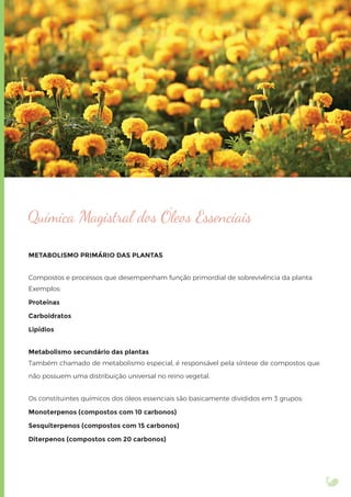 Química Magistral dos Óleos Essenciais
METABOLISMO PRIMÁRIO DAS PLANTAS
Compostos e processos que desempenham função primordial de sobrevivência da planta
Exemplos:
Proteínas
Carboidratos
Lipídios
Metabolismo secundário das plantas
Também chamado de metabolismo especial, é responsável pela síntese de compostos que
não possuem uma distribuição universal no reino vegetal.
Os constituintes químicos dos óleos essenciais são basicamente divididos em 3 grupos:
Monoterpenos (compostos com 10 carbonos)
Sesquiterpenos (compostos com 15 carbonos)
Diterpenos (compostos com 20 carbonos)
 