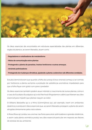 Os óleos essenciais são encontrados em estruturas especializadas das plantas em diferentes
órgãos da planta e, ao serem liberados, atuam como:
- Reguladores e catalisadores de metabolismo
- Meios de comunicação entre plantas
- Protegendo a planta de parasitas, insetos herbívoros e outras ameaças.
- Atraindo polinizadores
- Protegendo de mudanças climáticas, ajudando a planta a sobreviver sob diferentes condições.
Estudos demonstraram que quando a folha da Laranja (Citrus sinensis) começa a ser comida
por herbívoros a planta aumenta a produção de substâncias aromáticas impalatáveis para
que a folha ﬁque com gosto ruim para o predador.
Os óleos essenciais também podem atuar inibindo o crescimento de outras plantas, como é
o caso do Eucalipto (Eucalyptus sp.) e do Patchouli (Pogostemon cablin) que liberam seu óleo
essencial para impedir que plantas nasçam ao redor.
O Olíbano (Boswellia sp.) e a Mirra (Commiphora sp.), por exemplo, vivem em ambientes
desérticos e produzem óleos essenciais que, ao serem liberados protegem a planta de serem
atingidas diretamente pelos raios solares.
A Rosa (Rosa sp.) produz seu aromas nas ﬂores para atrair polinizadores à grandes distâncias,
e assim cada planta aromática produz seu óleo essencial particular em resposta aos fatores
de estresse do seu ambiente.
 