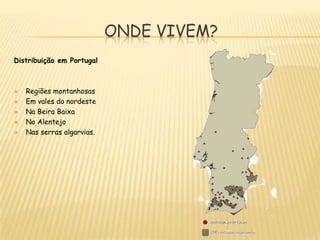 Onde Vivem?Distribuição em PortugalRegiões montanhosasEm vales do nordesteNa Beira BaixaNo AlentejoNas serras algarvias. 