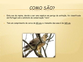 Como são?Esta ave de rapina, devido a ser uma espécie em perigo de extinção, foi classificada em Portugal com o estatuto de conservação "raro".Tem um comprimento de cerca de 60 cm e o tamanho das asas é de 165 cm.