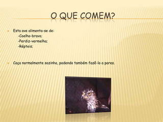 O que comem?Esta ave alimenta-se de:          -Coelho-bravo;          -Perdiz-vermelha;          -Répteis;Caça normalmente sozinha, podendo também fazê-lo a pares.